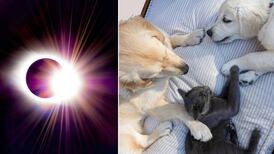 ¿Notaste un cambio en tus mascotas? Así afecta el eclipse en los animales y esta es la razón que lo explica