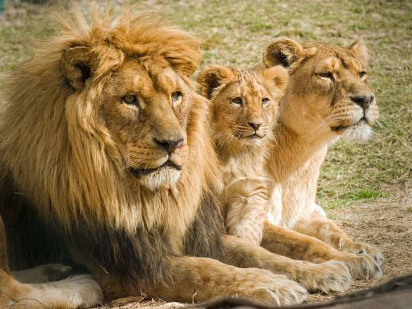 León africano está al borde de la extinción - VeoVerde
