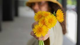 La razón por la que se regalan flores amarillas el 21 de marzo: involucra a una famosa novela