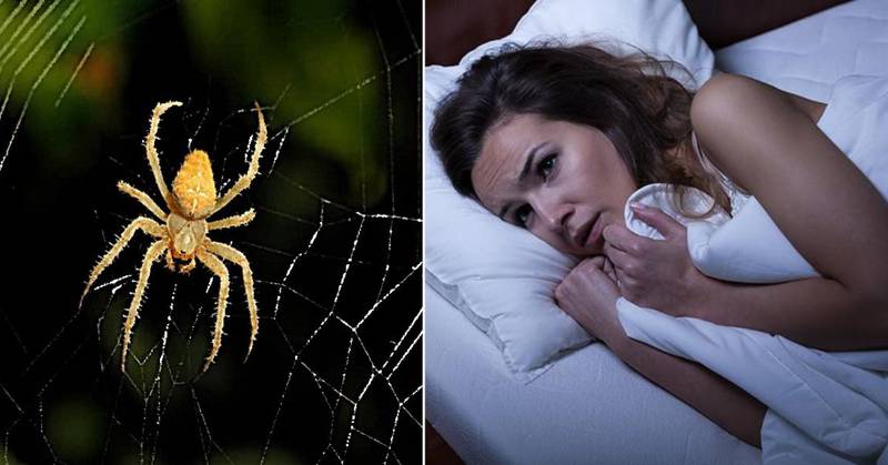 ¿Qué significa soñar con arañas? Tienes que estar alerta
