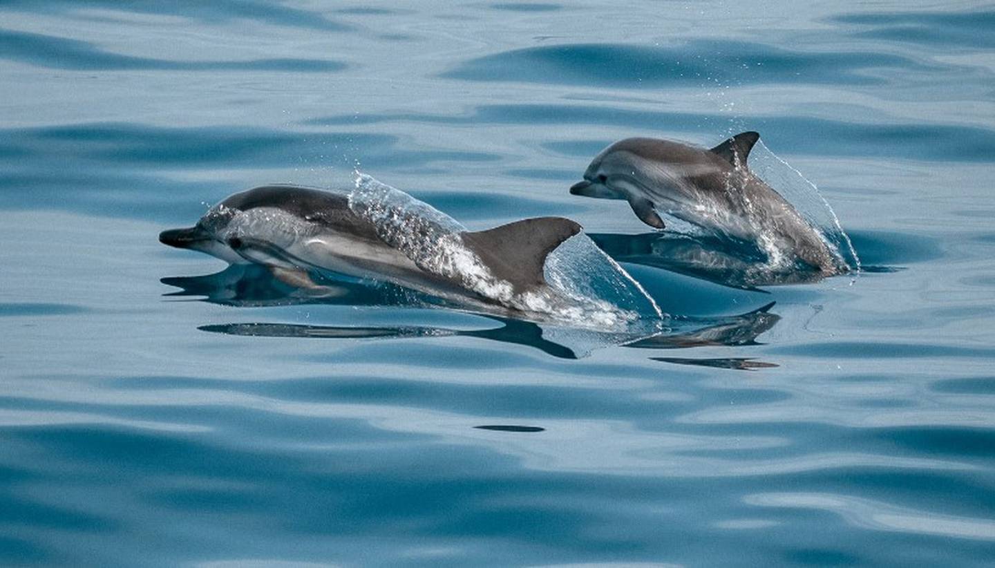 Los delfines suelen ser amigables... hasta que los molestan