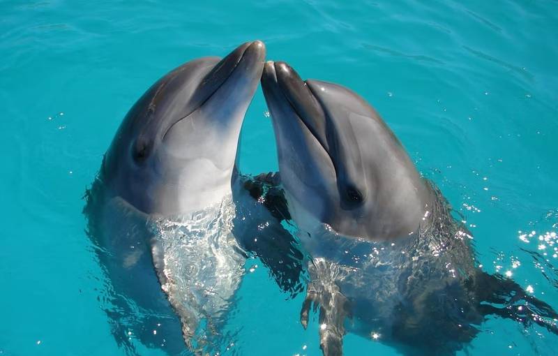 Los delfines suelen ser amigables... hasta que los molestan
