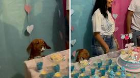 “Ya tengo hambre”: Captan a perrito robarse pedazo de pastel en fiesta de revelación de género