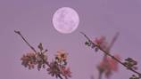 Abril cierra con las Líridas y la Luna Llena Rosa que suavizan las energías de Mercurio retrógrado