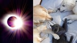 ¿Notaste un cambio en tus mascotas? Así afecta el eclipse en los animales y esta es la razón que lo explica