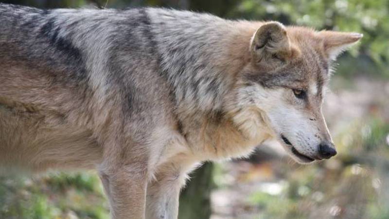 Confirman nacimiento de lobos mexicanos en libertad - VeoVerde