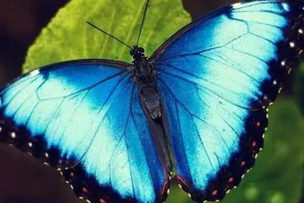 “Llegan momentos de cambios”: El significado espiritual de la llegada de mariposas a tu hogar
