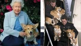 Estos son lujos que tienen los perros de la Reina Isabel II; son tratados mejor que un ser humano