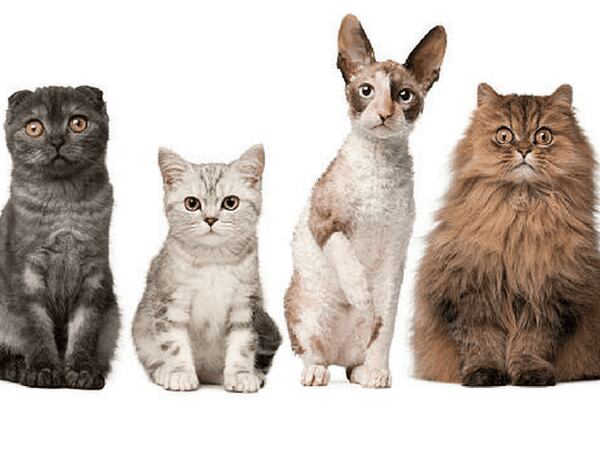 ¡A consentirlos!: Llegó el día de los gatos, te presentamos las 5 razas más extrañas de michis