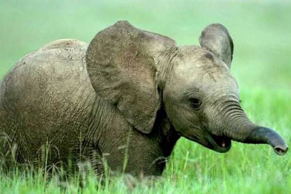 Los 10 animales en peligro de extinción según la WWF