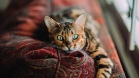 ¿Qué significa que un gato callejero quiera entrar a tu casa? Puede traerte interesantes noticias