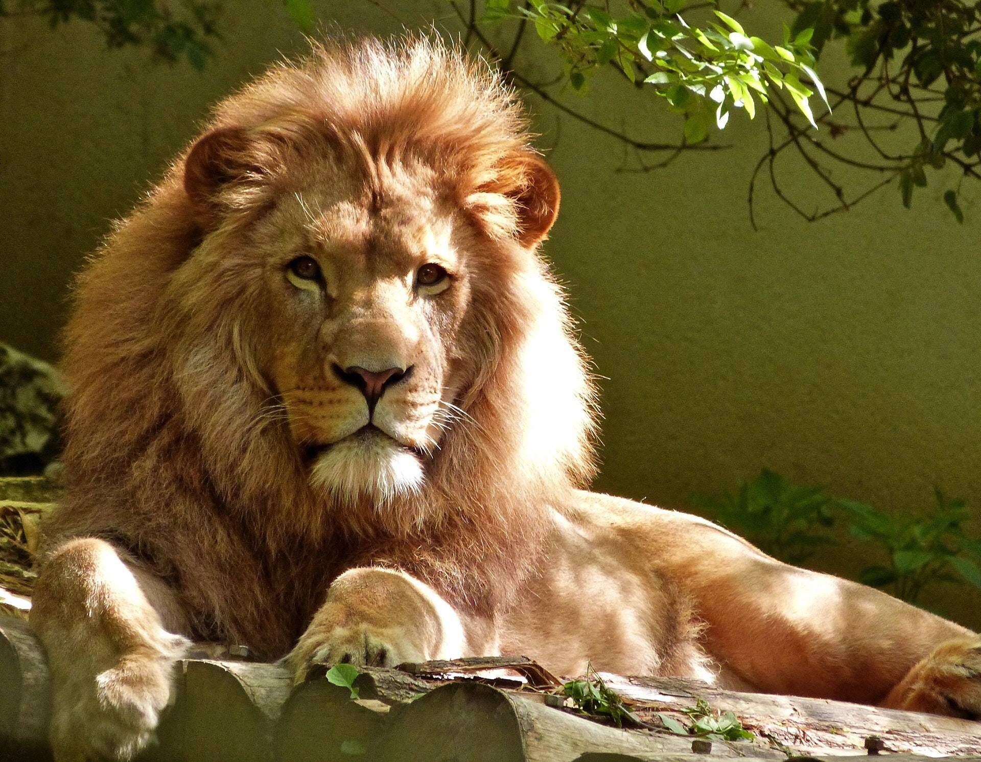 ¿Qué significa soñar con leones? – Nueva Mujer ¿Qué significa soñar con leones? – Nueva Mujer