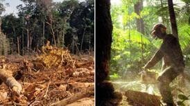 La deforestación de la selva amazónica sigue aumentando y es algo que nos concierne a todos
