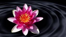 Flor de Loto, la planta que llenará tu hogar de positividad y prosperidad