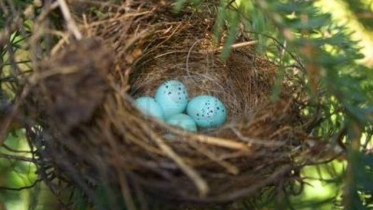 aficionado Resolver Perú Gorriones entre más plumas usan para construir nidos más huevos pone la  hembra - VeoVerde