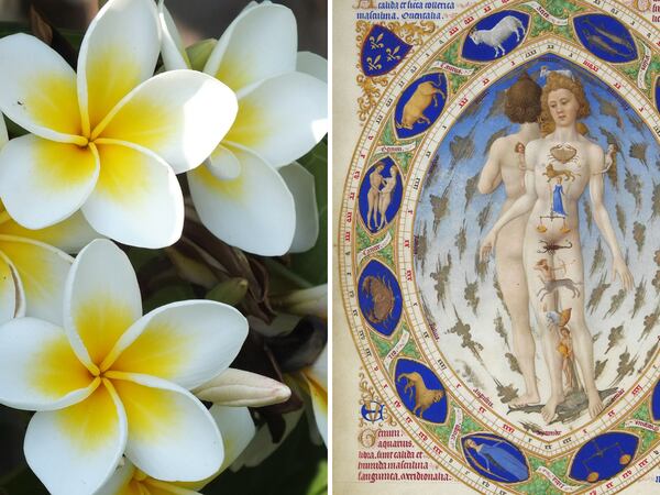 Horóscopo: Conoce la flor de la suerte según tu signo zodiacal 