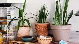 Estas son las plantas que recomienda la Nasa para tu hogar