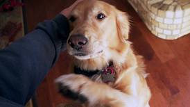Video de perros que se reencuentran con su dueña, tras año y medio, enternece a TikTok