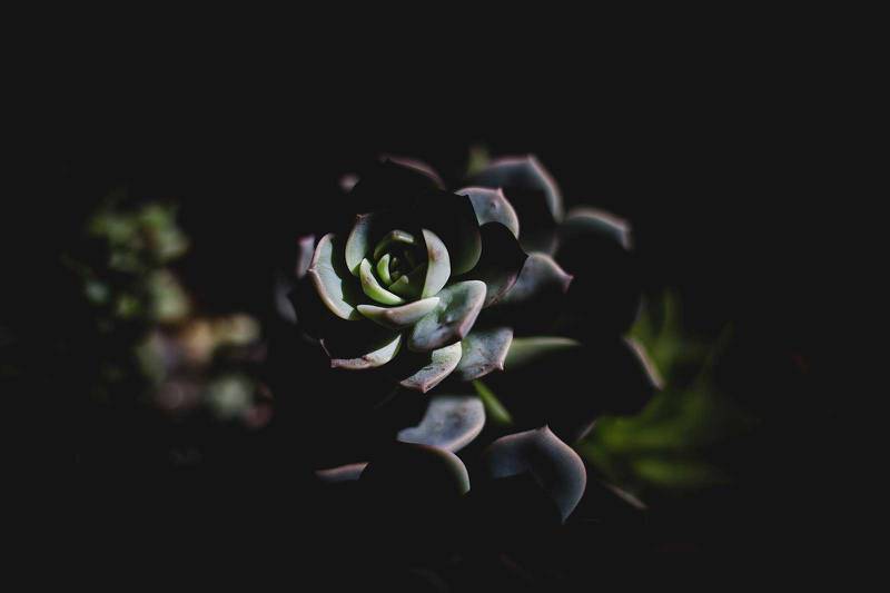 Suculentas negras, las plantas góticas en tendencia para darle un toque  elegante a tu hogar