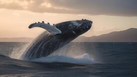 Descifrando el misterio de las canciones submarinas de las ballenas