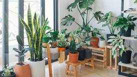 Estas son las cinco plantas que debes tener en casa para purificar el aire