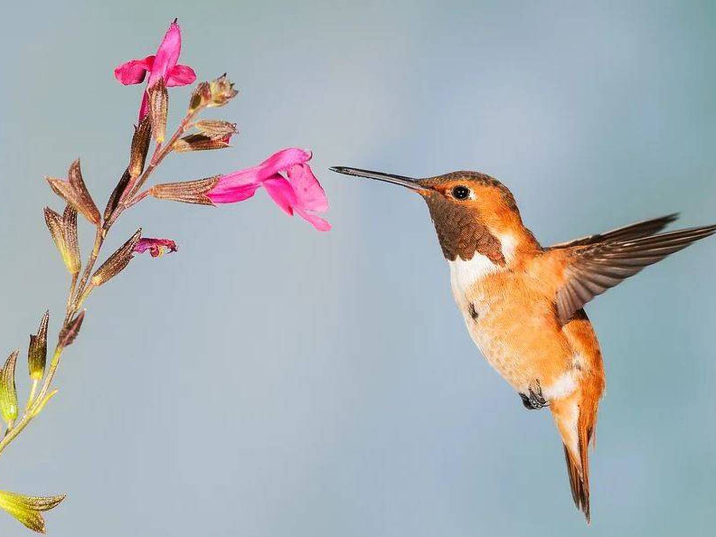 Las plantas con flores ideales para el jardín y que atraen a los colibríes  – Nueva Mujer