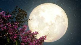Luna de flores 2022: Cuándo se podrá ver la superluna y el eclipse