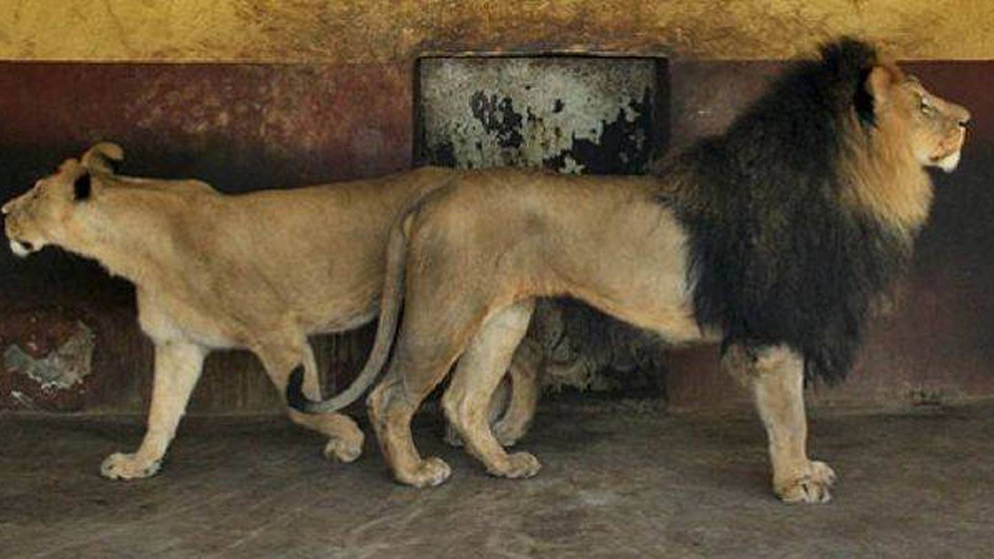 Confirman que león de melena oscura en Etiopía es una nueva especie -  VeoVerde