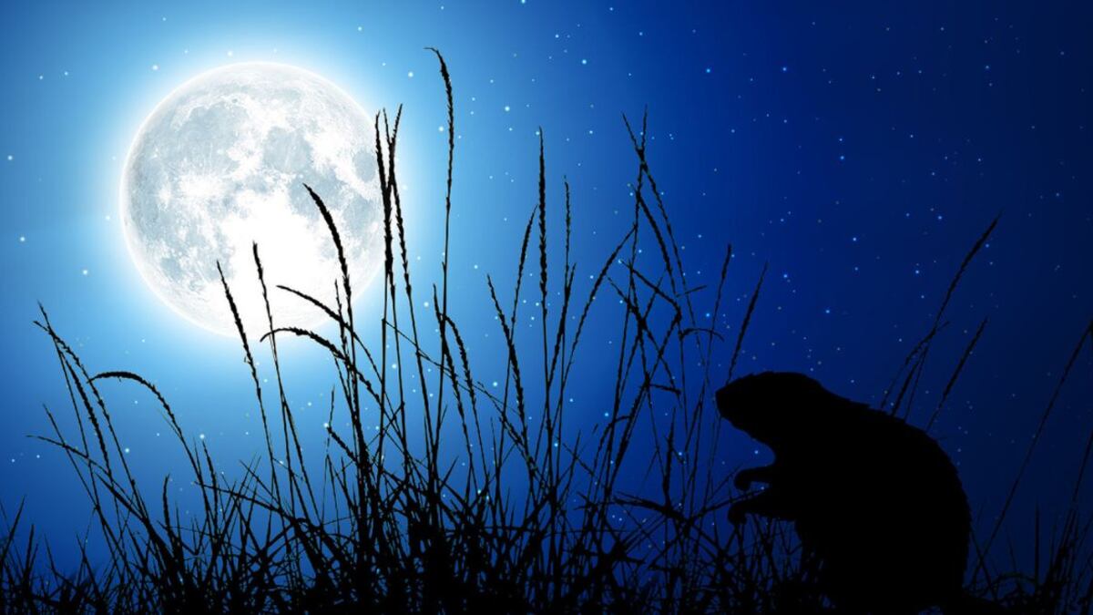 Luna de Castor de noviembre le dará la bienvenida al solsticio de invierno: cuándo y cómo verla