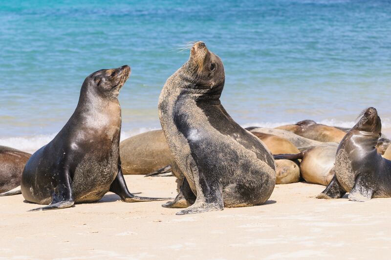Gana un Viaje a las Islas Galápagos con Medicity