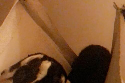 “Es una cabra normal, pero con dos cabezas”: el extraño nacimiento que conmociona a EEUU