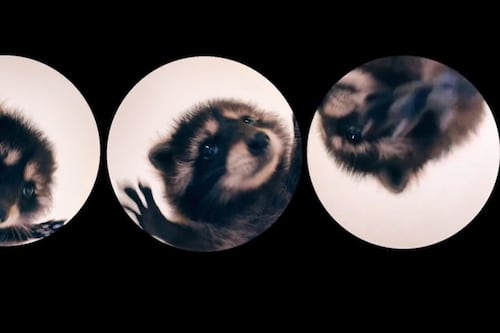 “Pedro, Pedro, Pedro”, origen del video viral del mapache en redes sociales