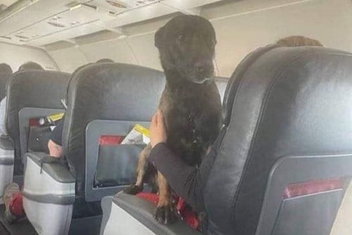 Perros rescatistas retornan de Turquía como reyes: en vuelos de primera clase
