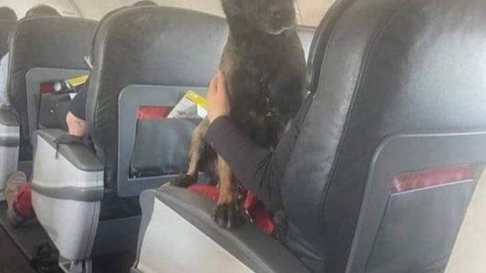 Por su desempeño en Turkía, los perros rescatistas no viajarán en la zona de carga.