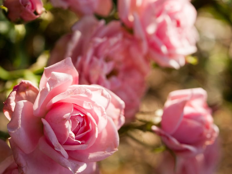 Rosas.