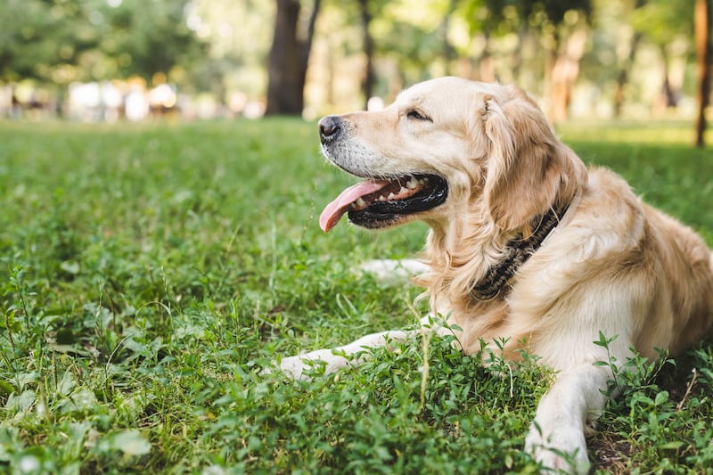 Mucho sol y altas temperaturas: cómo cuidar correctamente a tu perrito durante el calor extremo