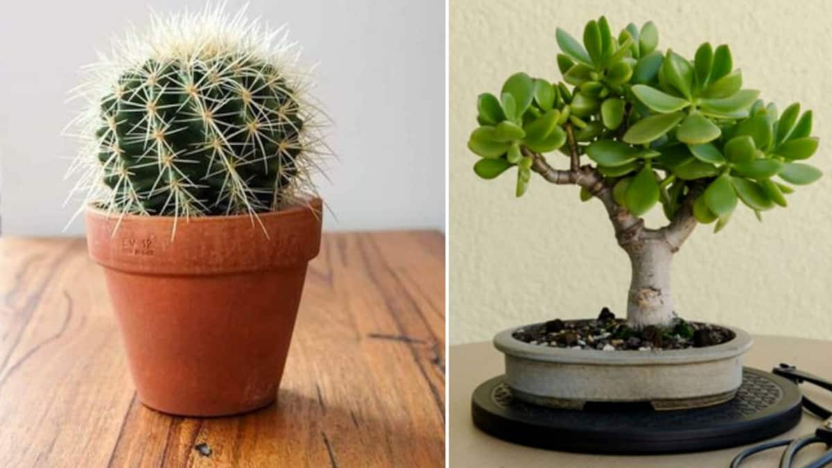 Plantas que atraen la mala suerte y drenan toda tu energía