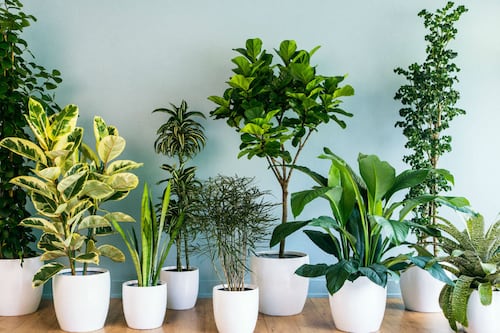 Plantas que te ayudarán a combatir la ola de calor