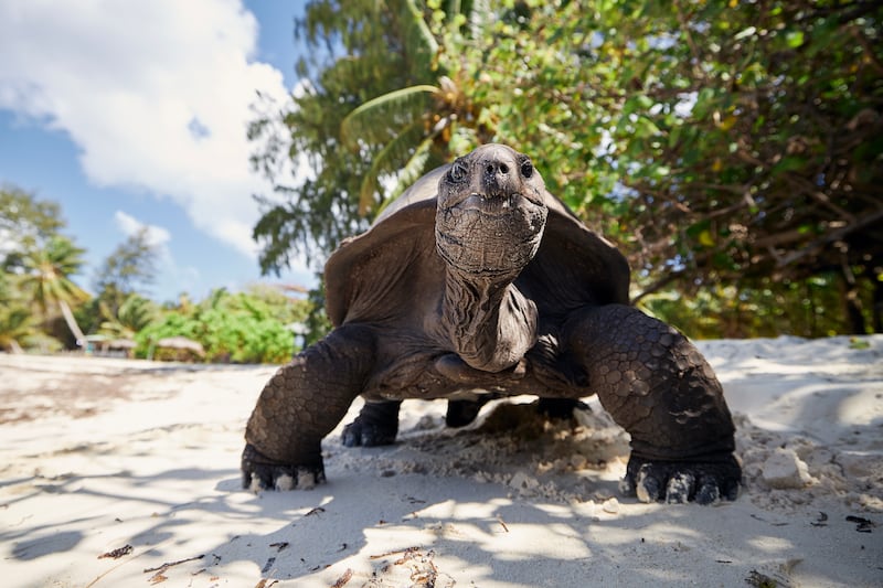 Tortuga gigante Galápagos