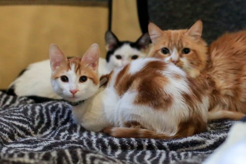 La Inteligencia Artificial revela porque es beneficioso dormir con gatos