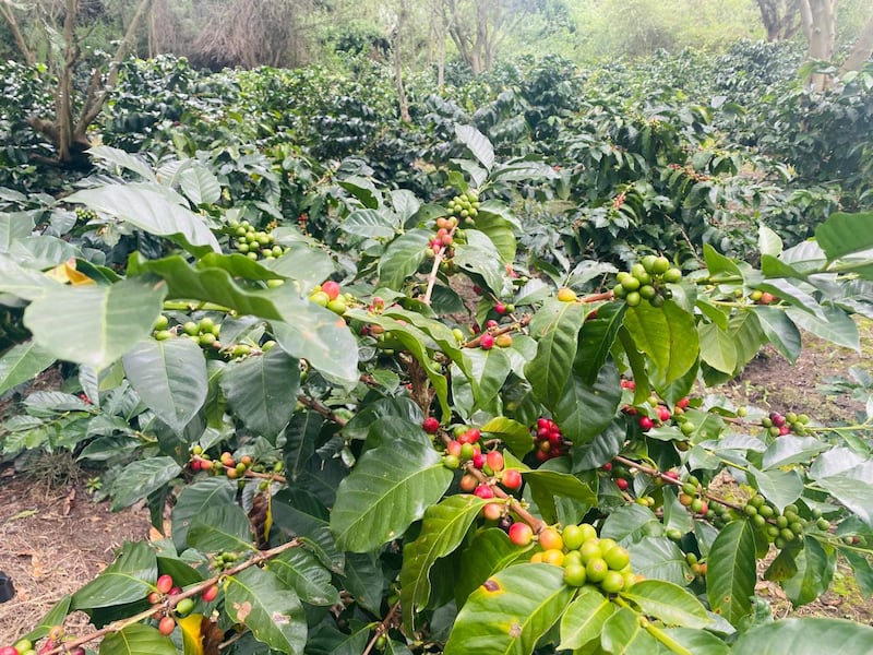 Cosecha de CaféLab.