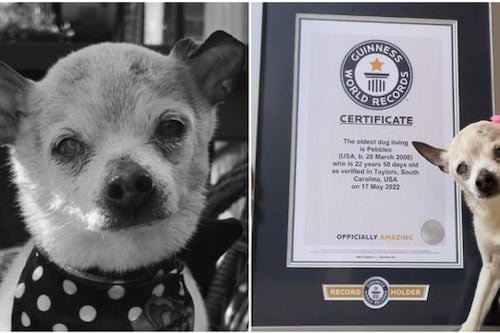 Falleció a los 22 años la perrita más longeva del mundo según Récord Guinness