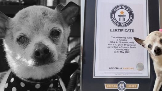 Murió a sus 22 años Pebbles, la perra más longeva del mundo.