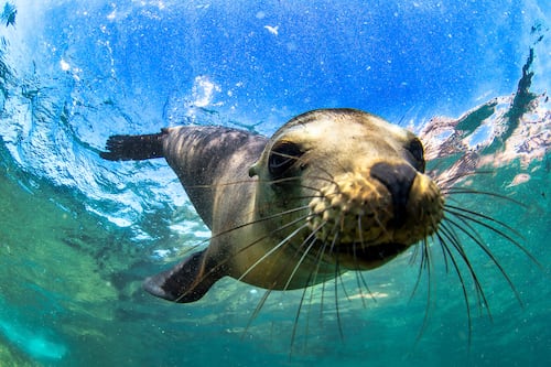 Gana un Viaje a las Islas Galápagos con Medicity