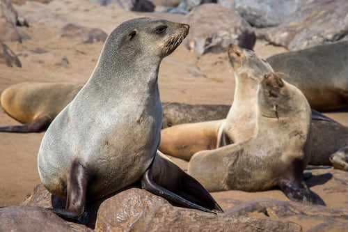 El otro lado del encanto: lo que podría ocurrir con el turismo en Galápagos tras el estreno de Sea Lions of the Galápagos