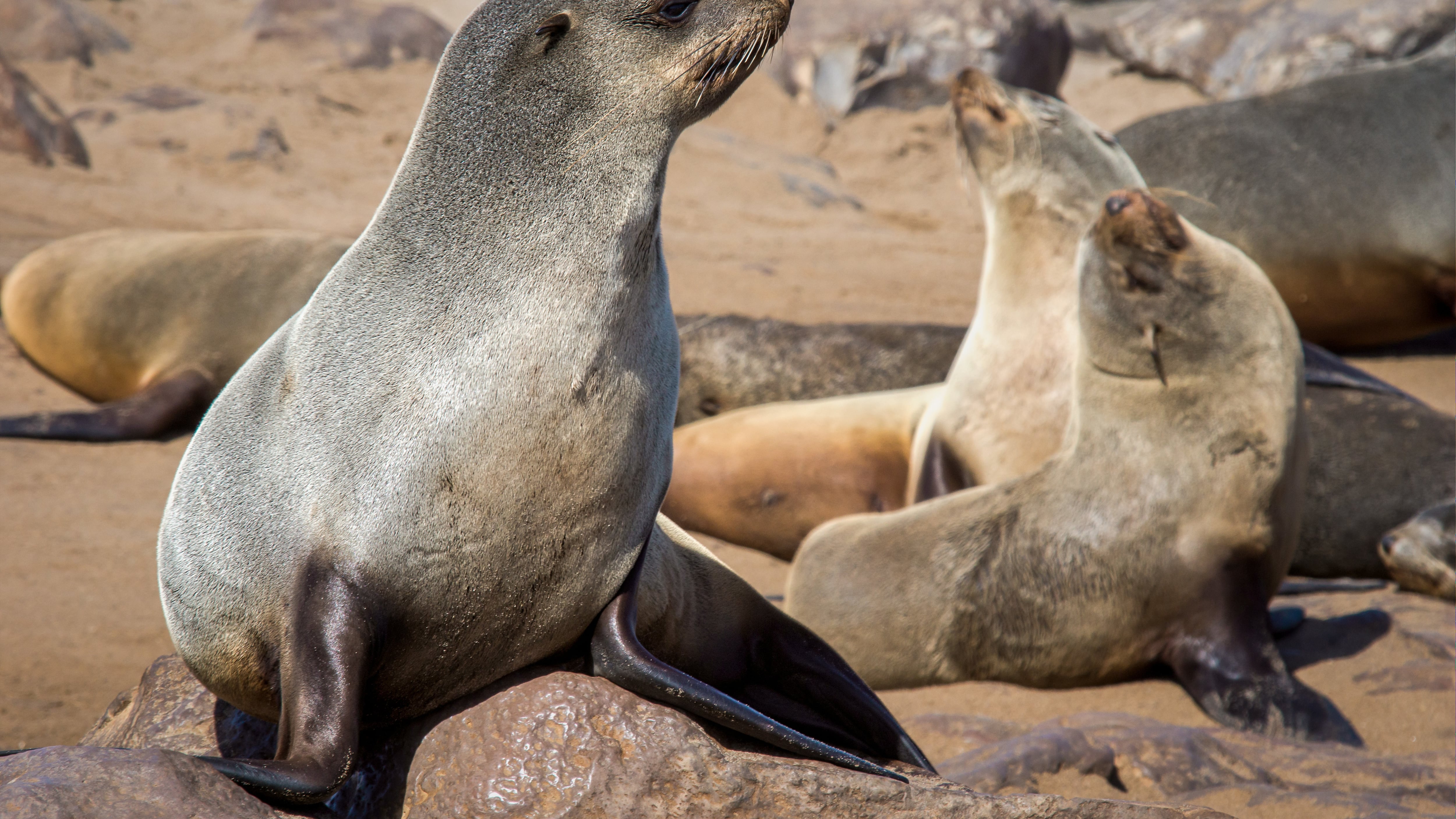 Sea Lions of the Galápagos