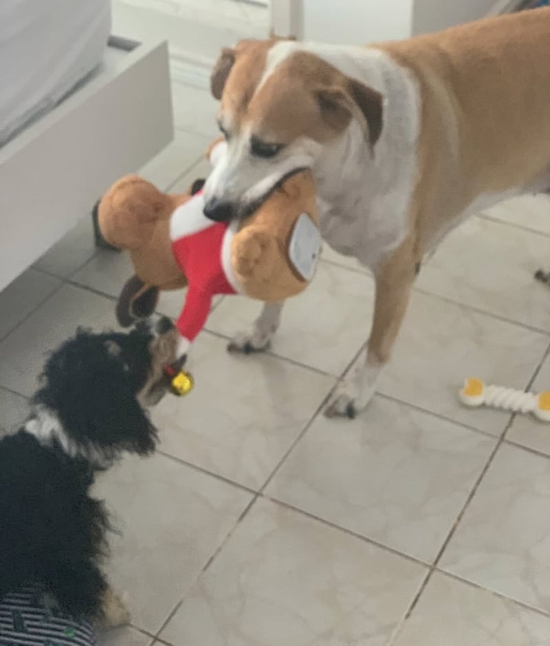 Carla Sala despide a su mascota Richard