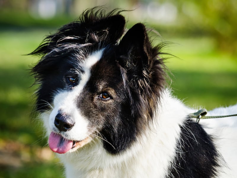 Géminis – Border Collie
