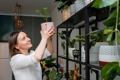 Estas son las plantas más poderosas para proteger tu hogar