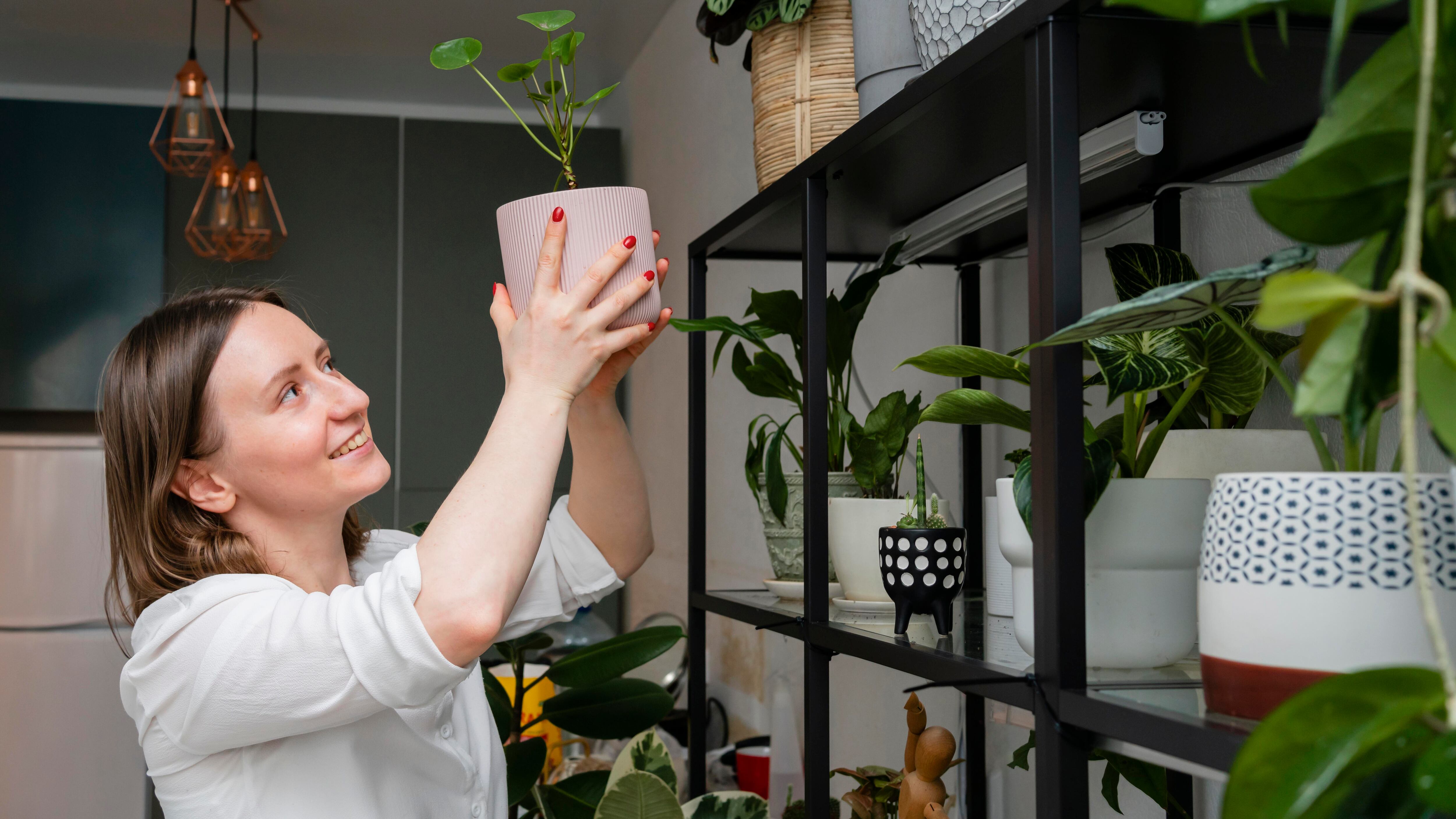 Plantas
